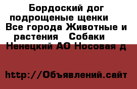 Бордоский дог подрощеные щенки.  - Все города Животные и растения » Собаки   . Ненецкий АО,Носовая д.